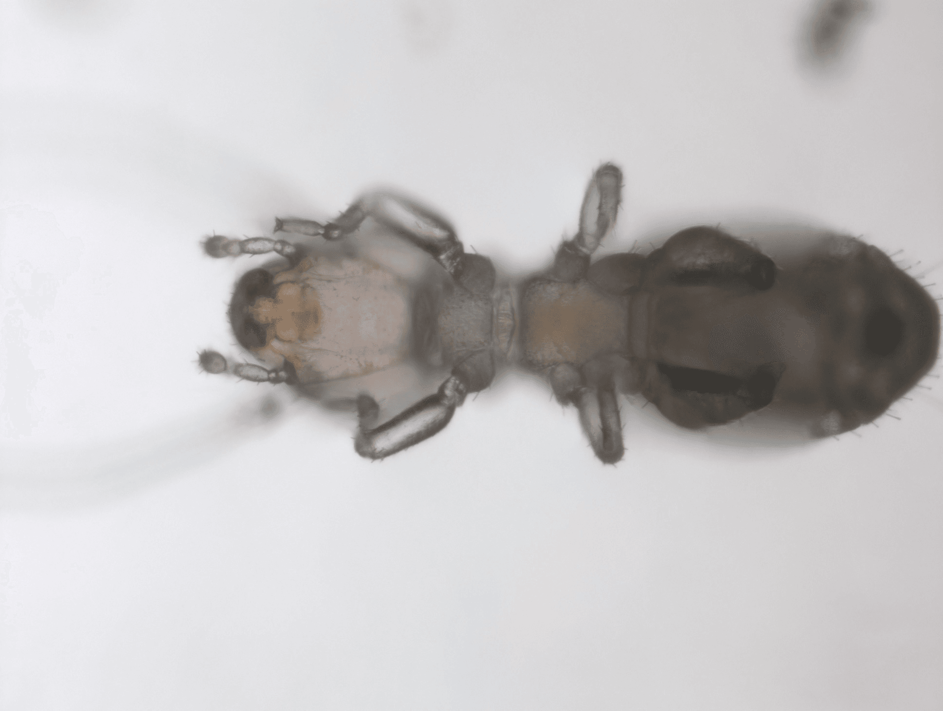 チャタテムシ駆除の様子 0