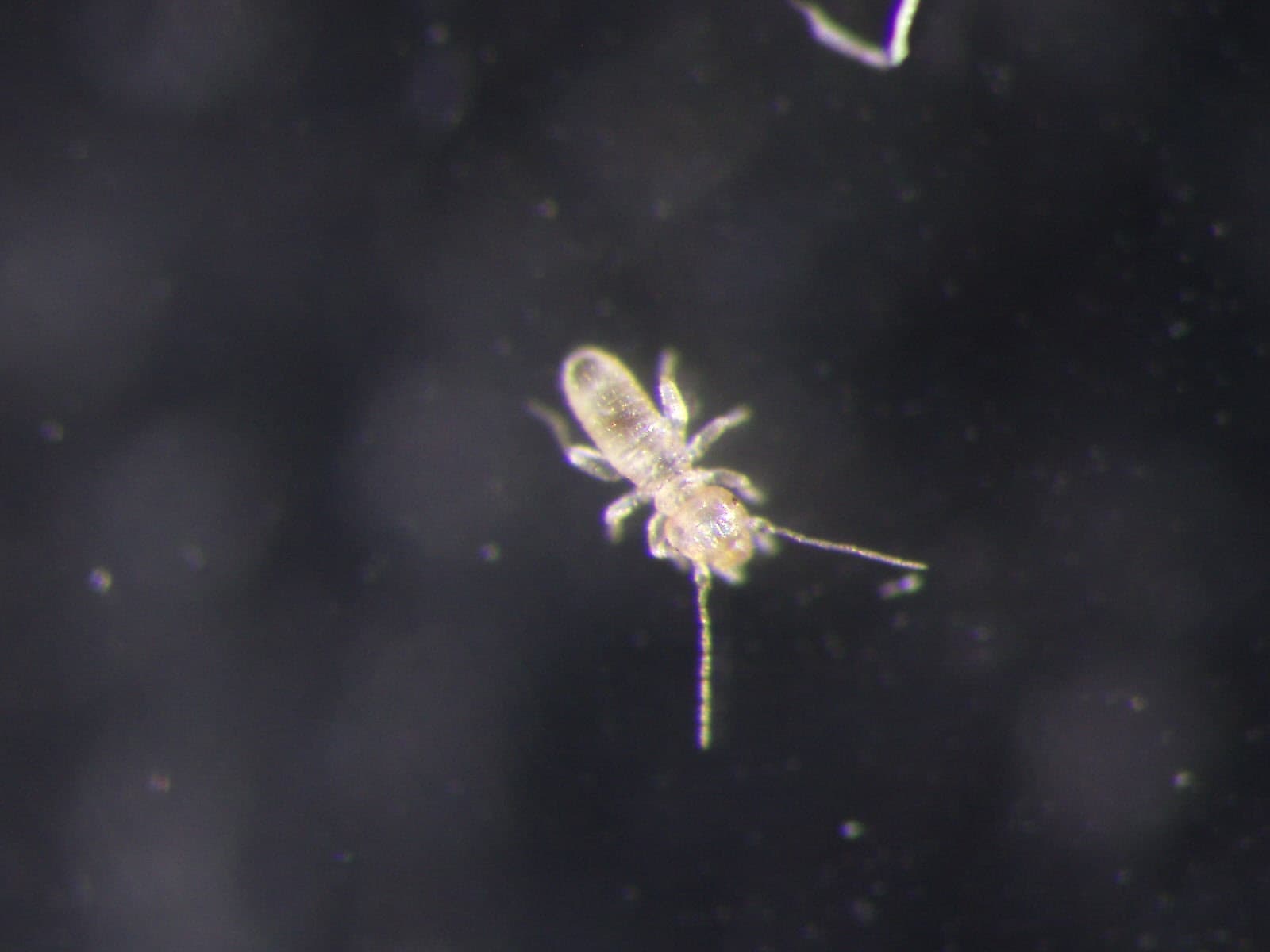 チャタテムシ駆除の様子 2