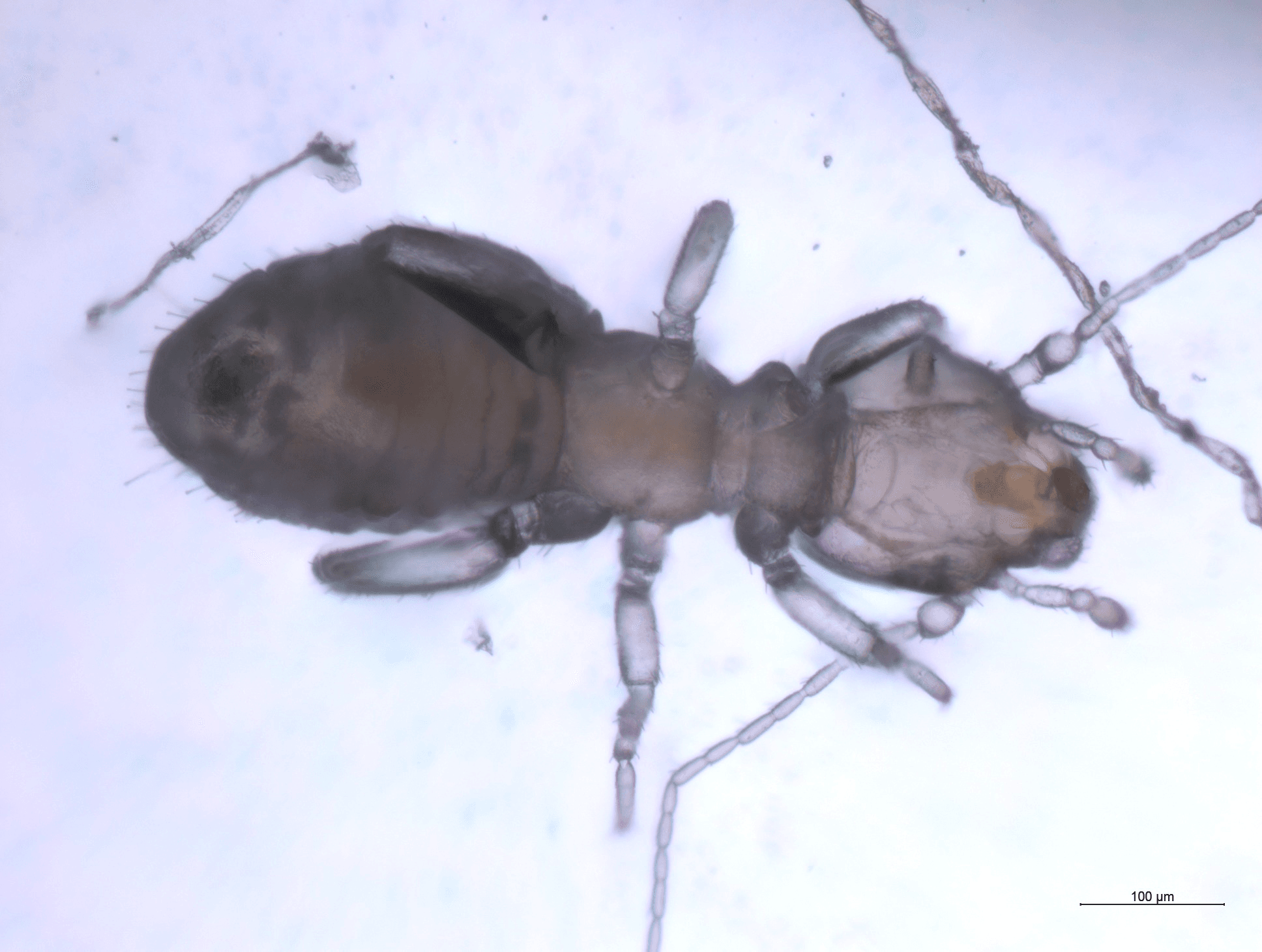 チャタテムシの図 1