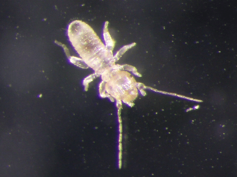 チャタテムシの基本画像（編集済み）