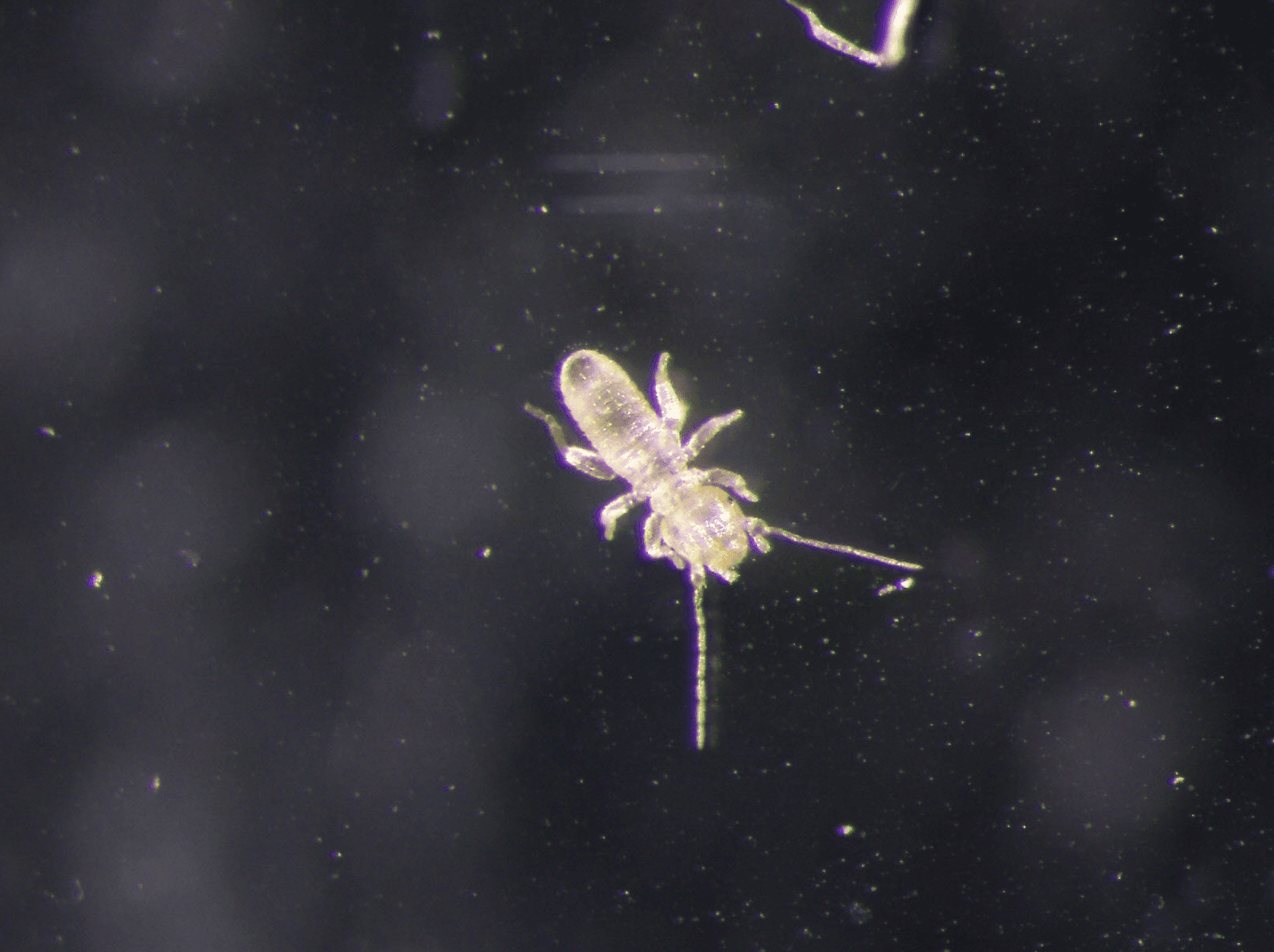 チャタテムシの基本画像