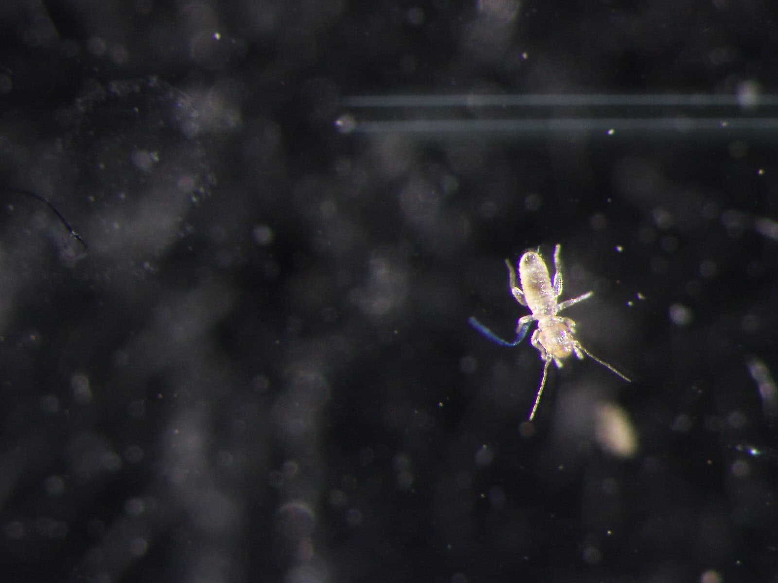 チャタテムシの観察画像 5