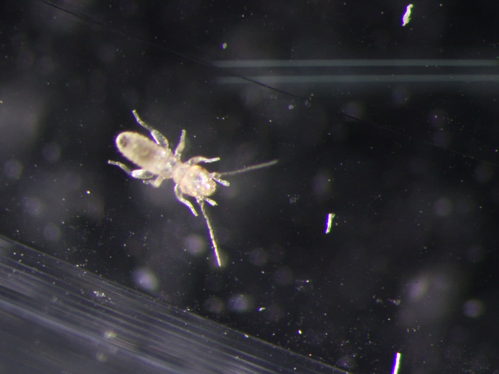 チャタテムシの観察画像 4