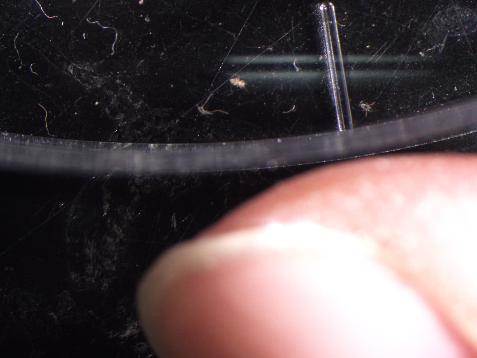 チャタテムシの観察画像 7