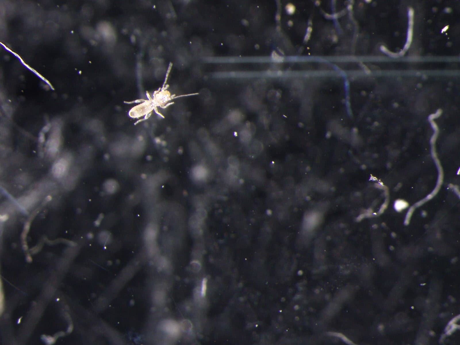 チャタテムシの観察画像 14