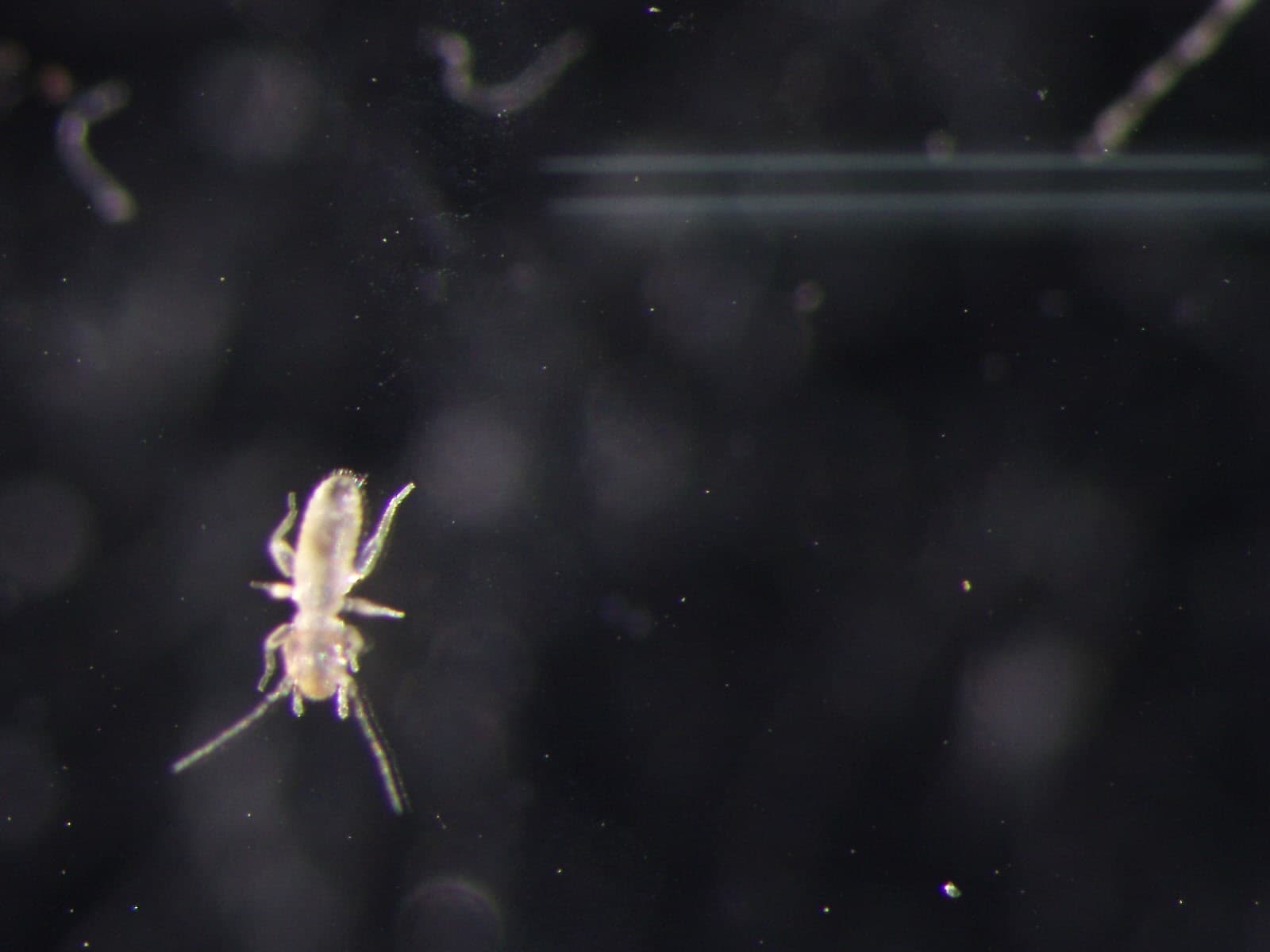 チャタテムシの観察画像 11