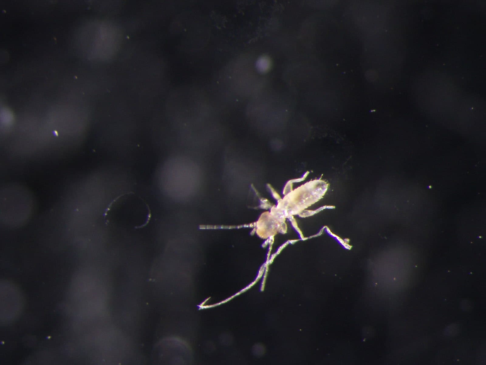 チャタテムシの観察画像 8