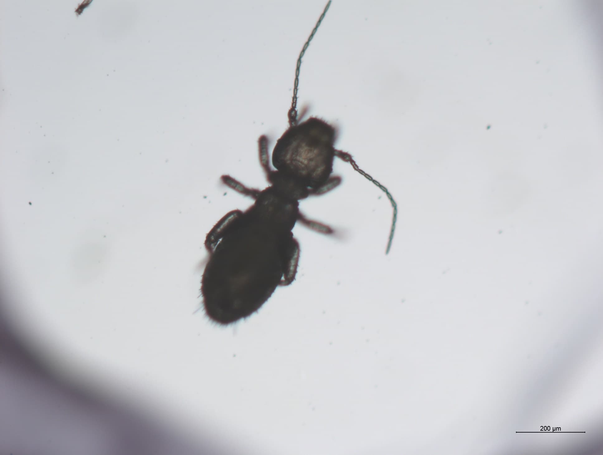 チャタテムシの接写画像 37