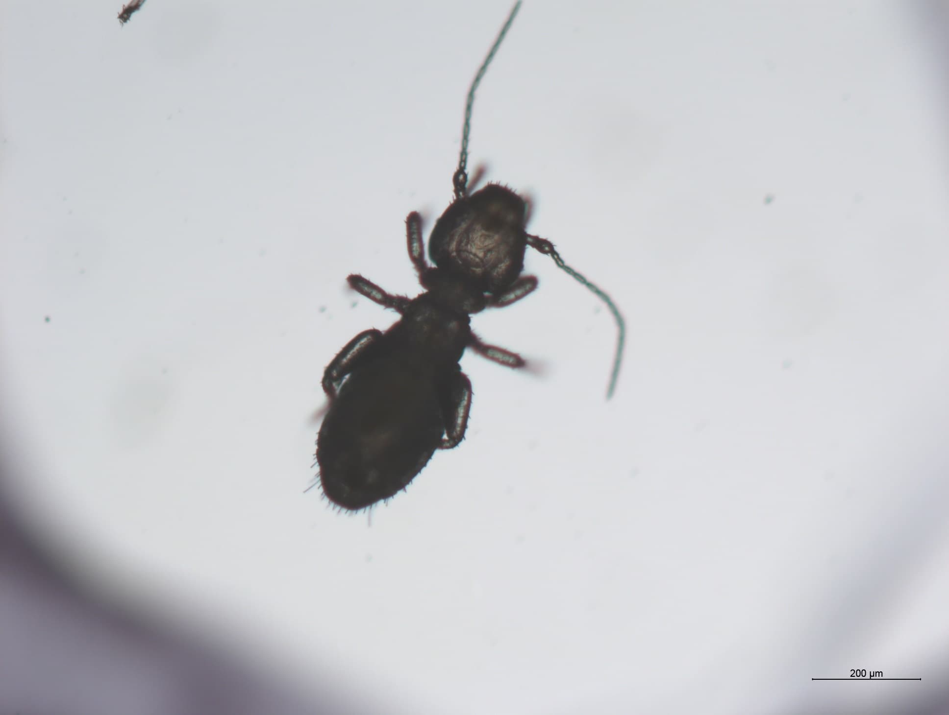 チャタテムシの接写画像 35