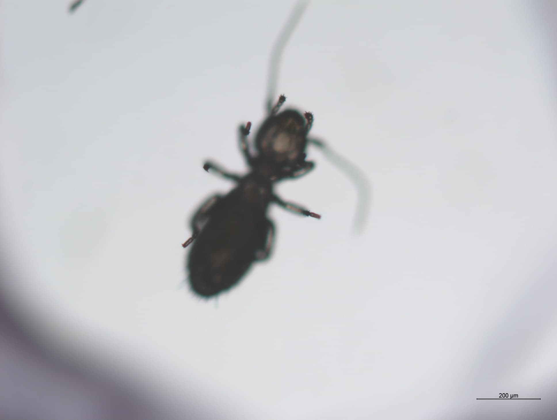 チャタテムシの接写画像 34