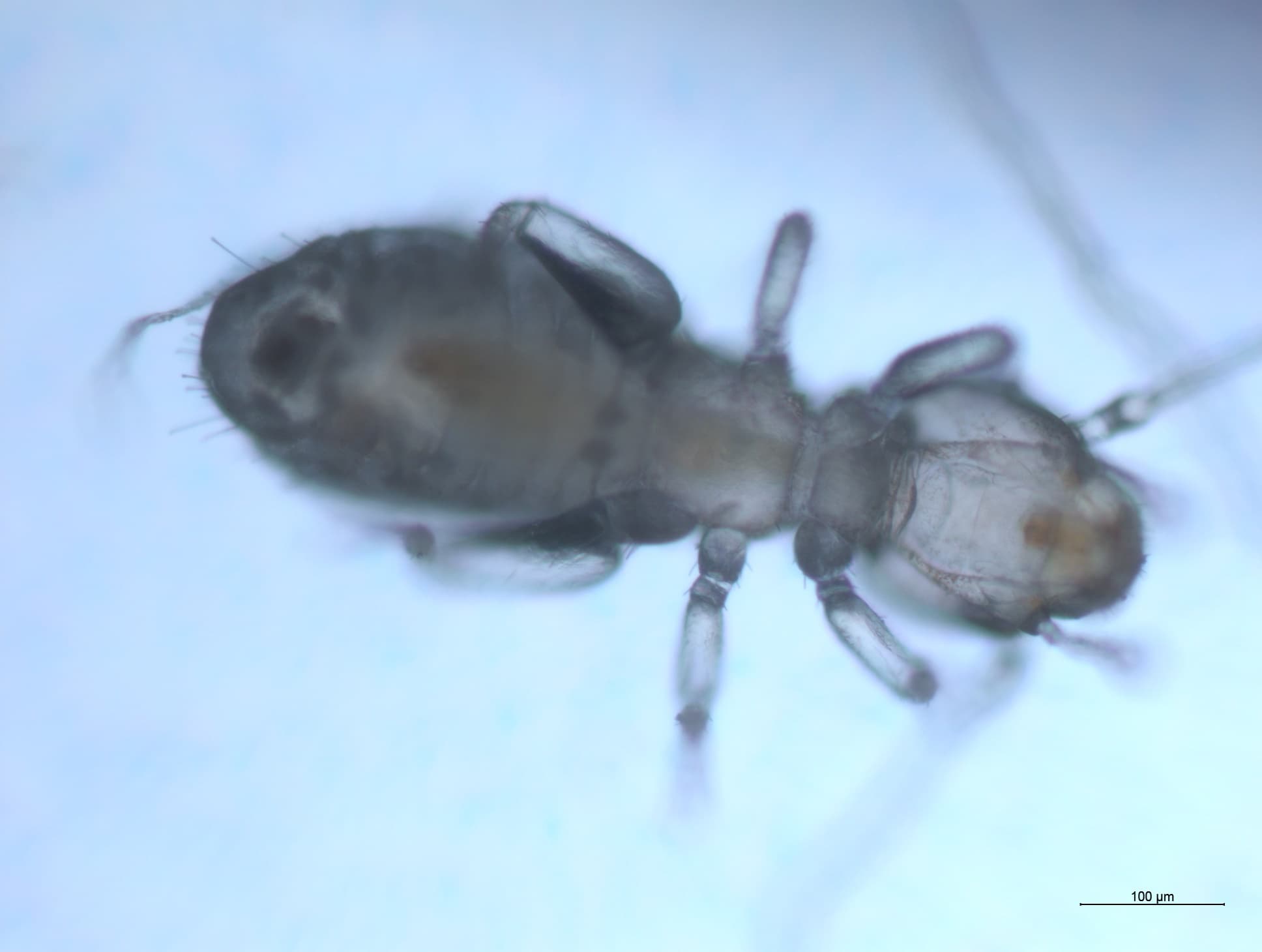 チャタテムシの接写画像 30