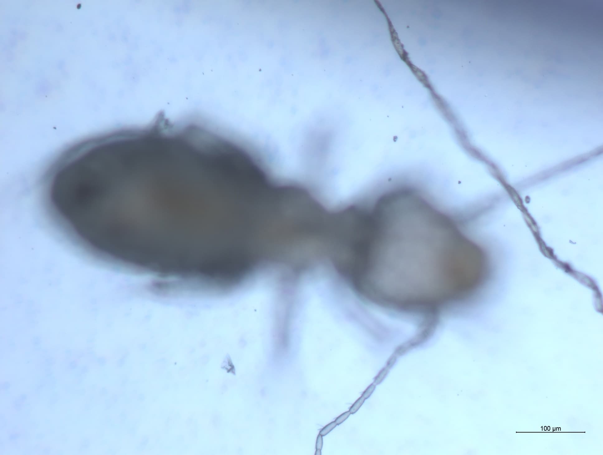 チャタテムシの接写画像 31