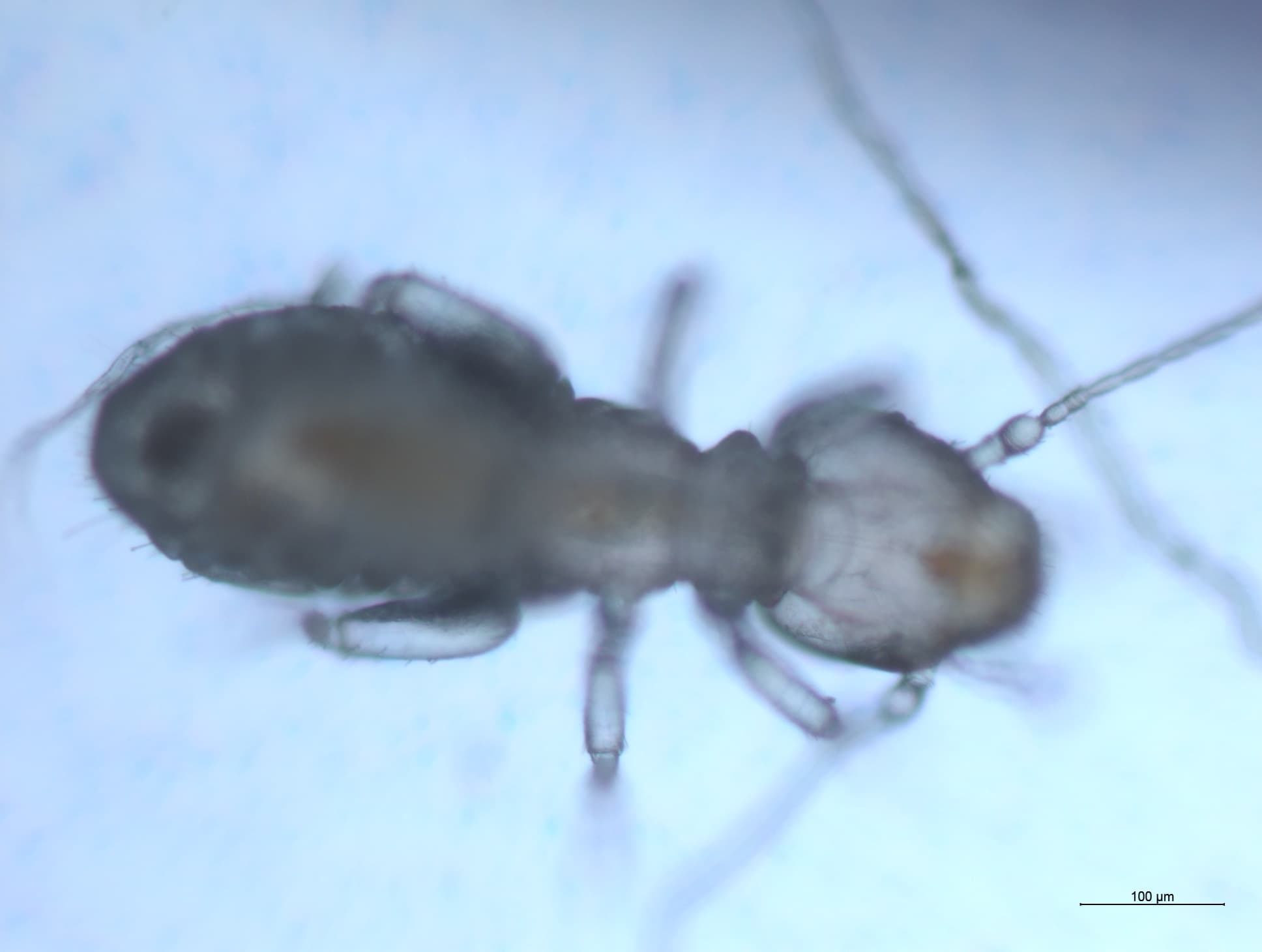 チャタテムシの接写画像 29