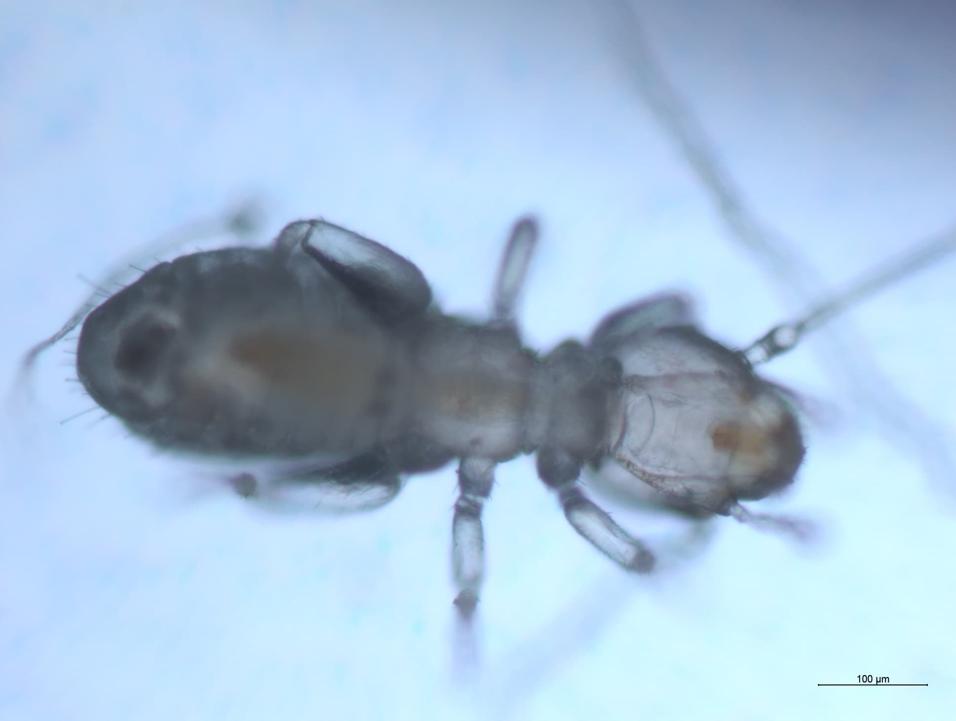 チャタテムシの接写画像 27