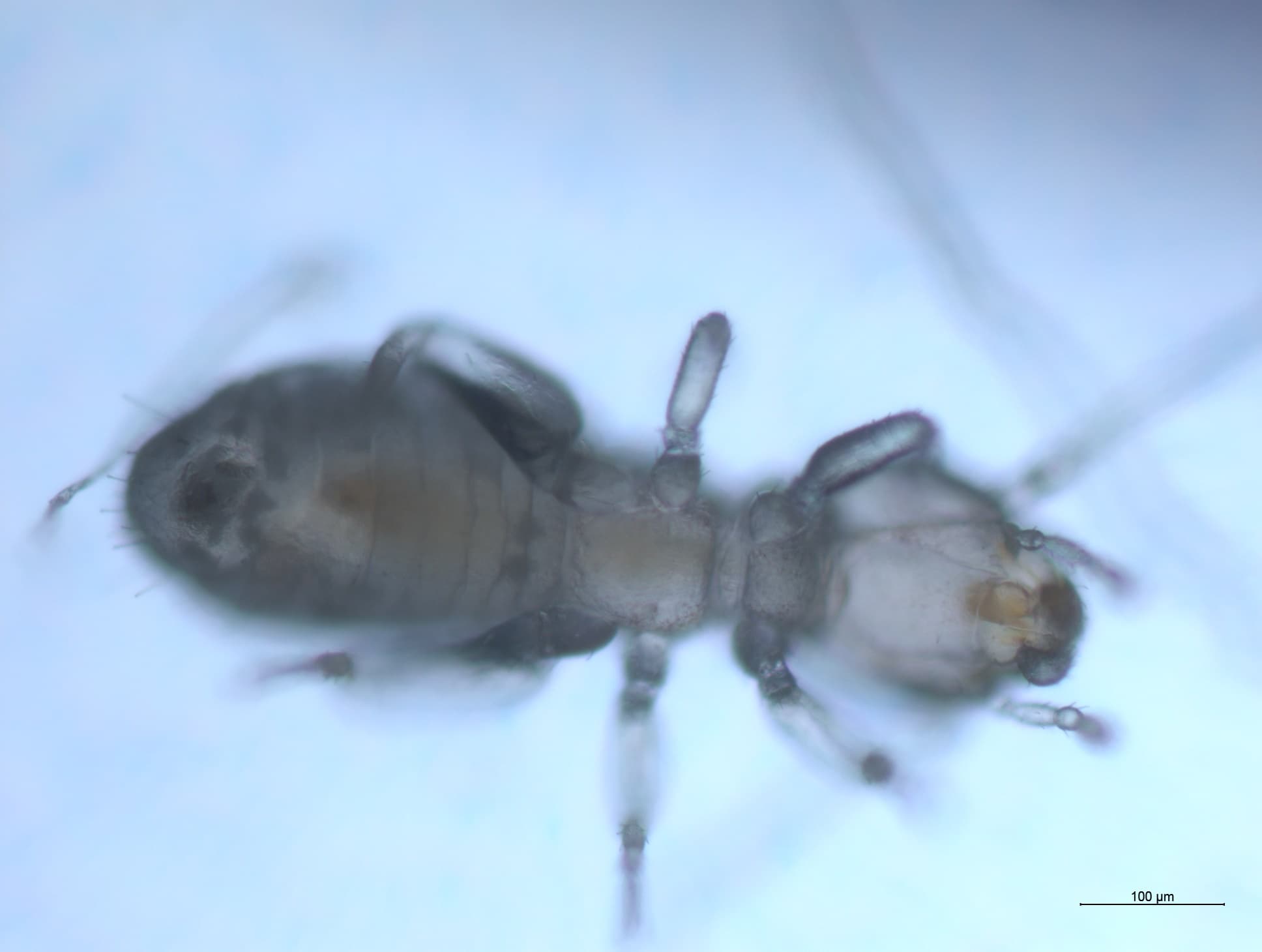 チャタテムシの接写画像 26