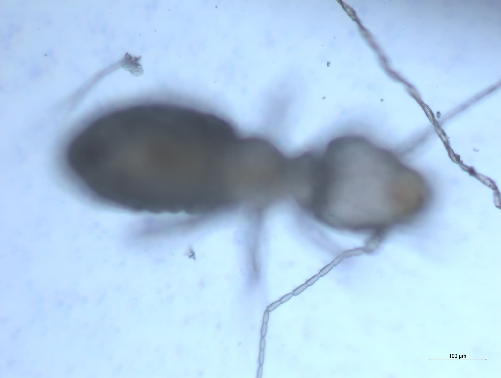 チャタテムシの接写画像 23