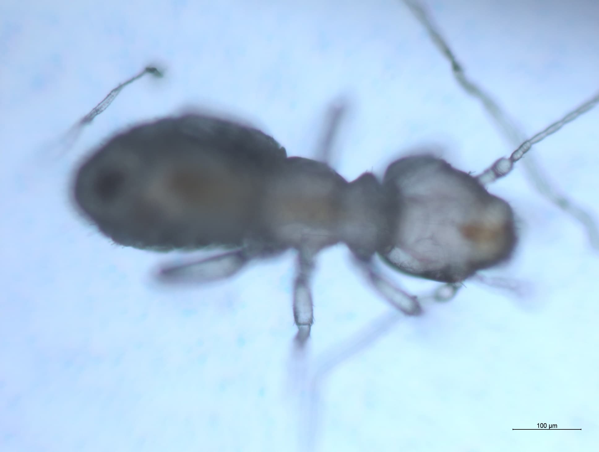 チャタテムシの接写画像 22