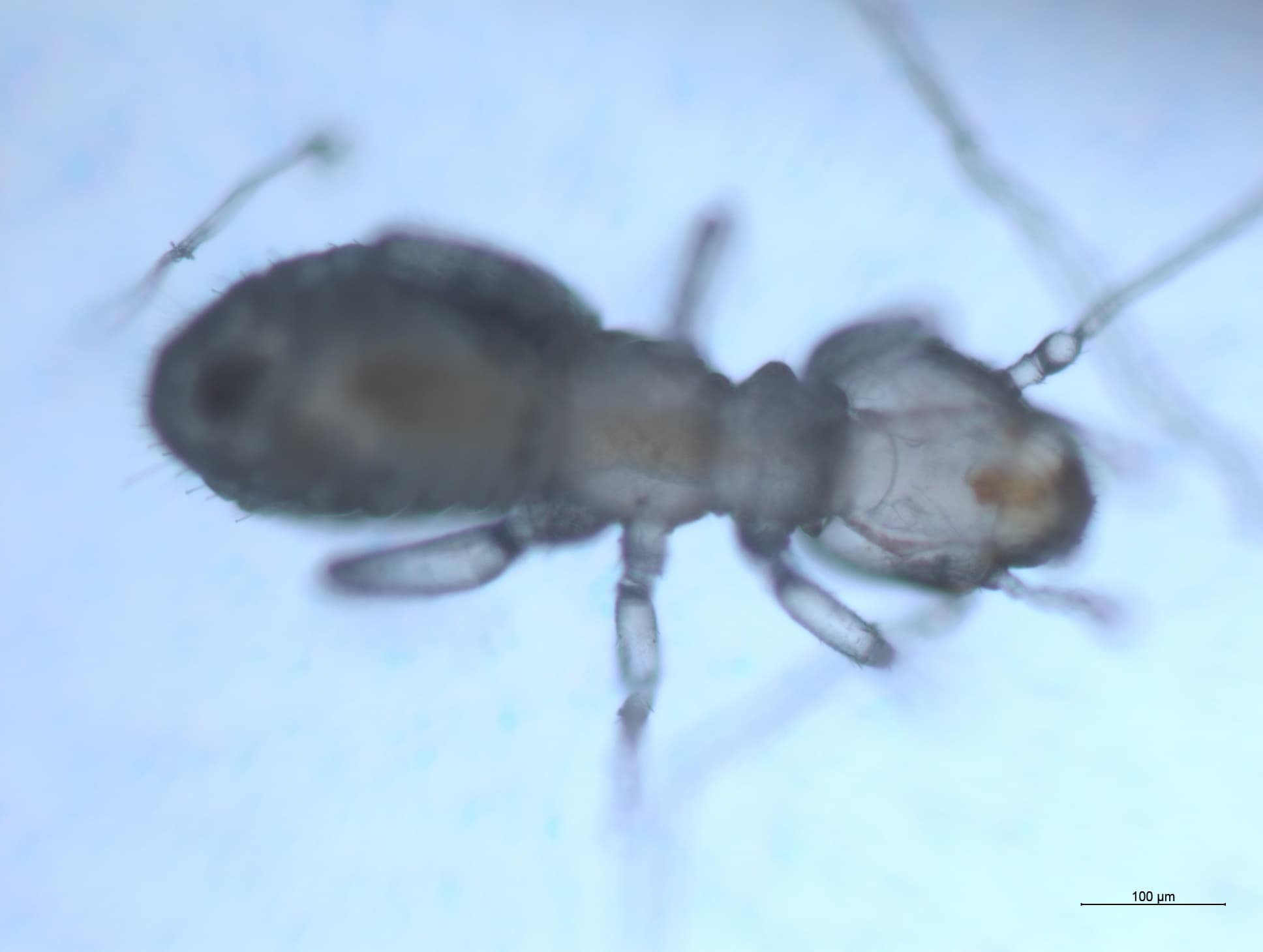 チャタテムシの接写画像 20