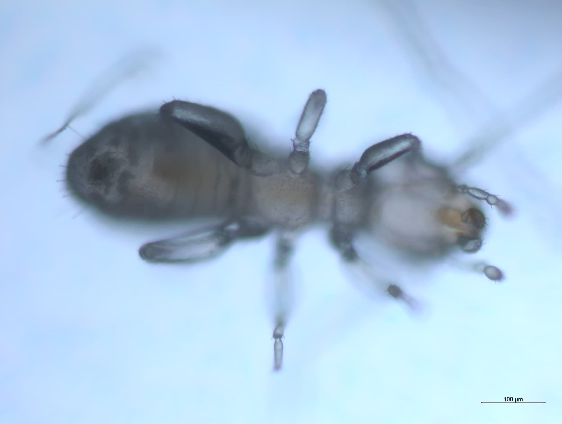 チャタテムシの接写画像 19