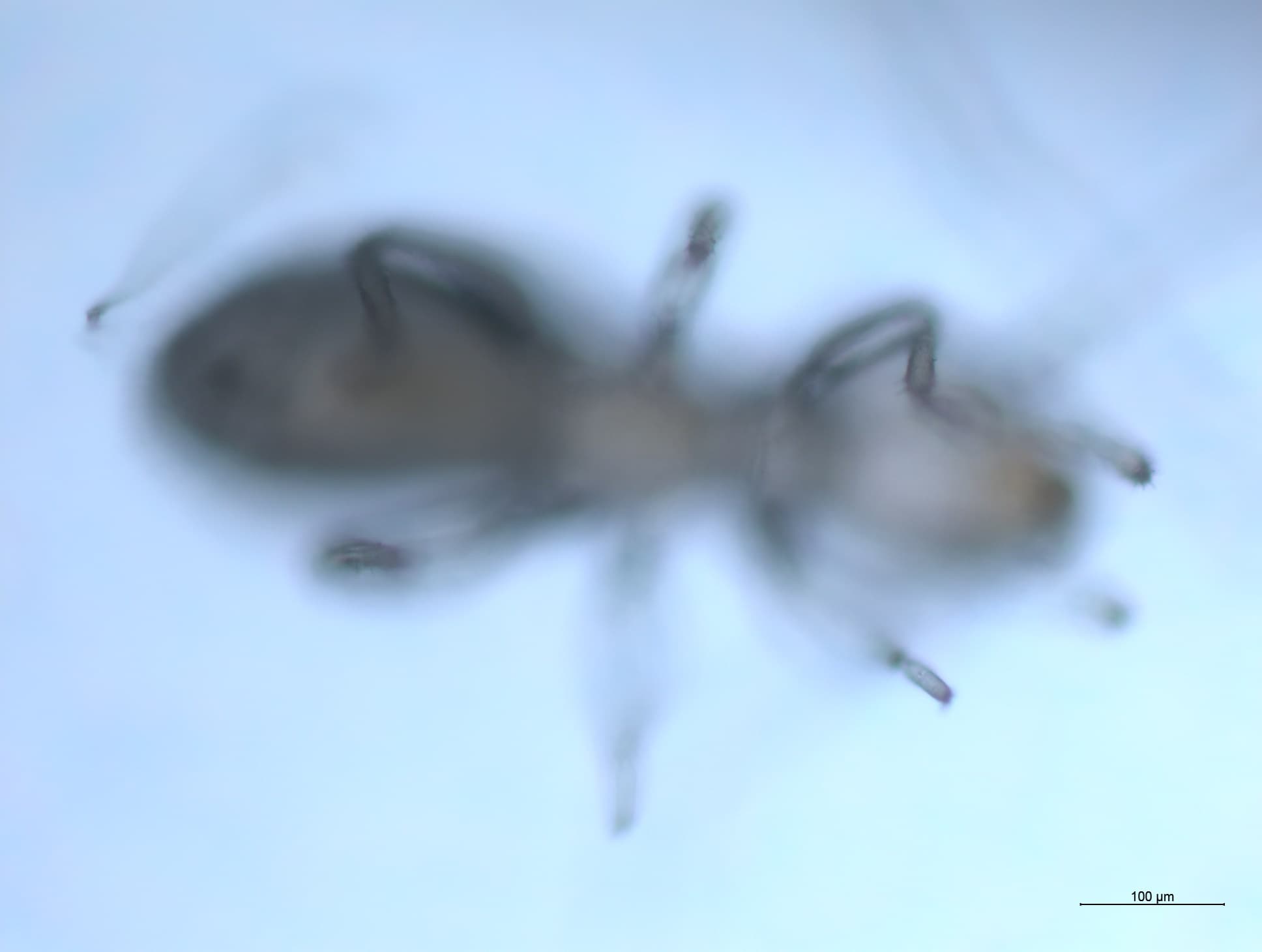 チャタテムシの接写画像 17