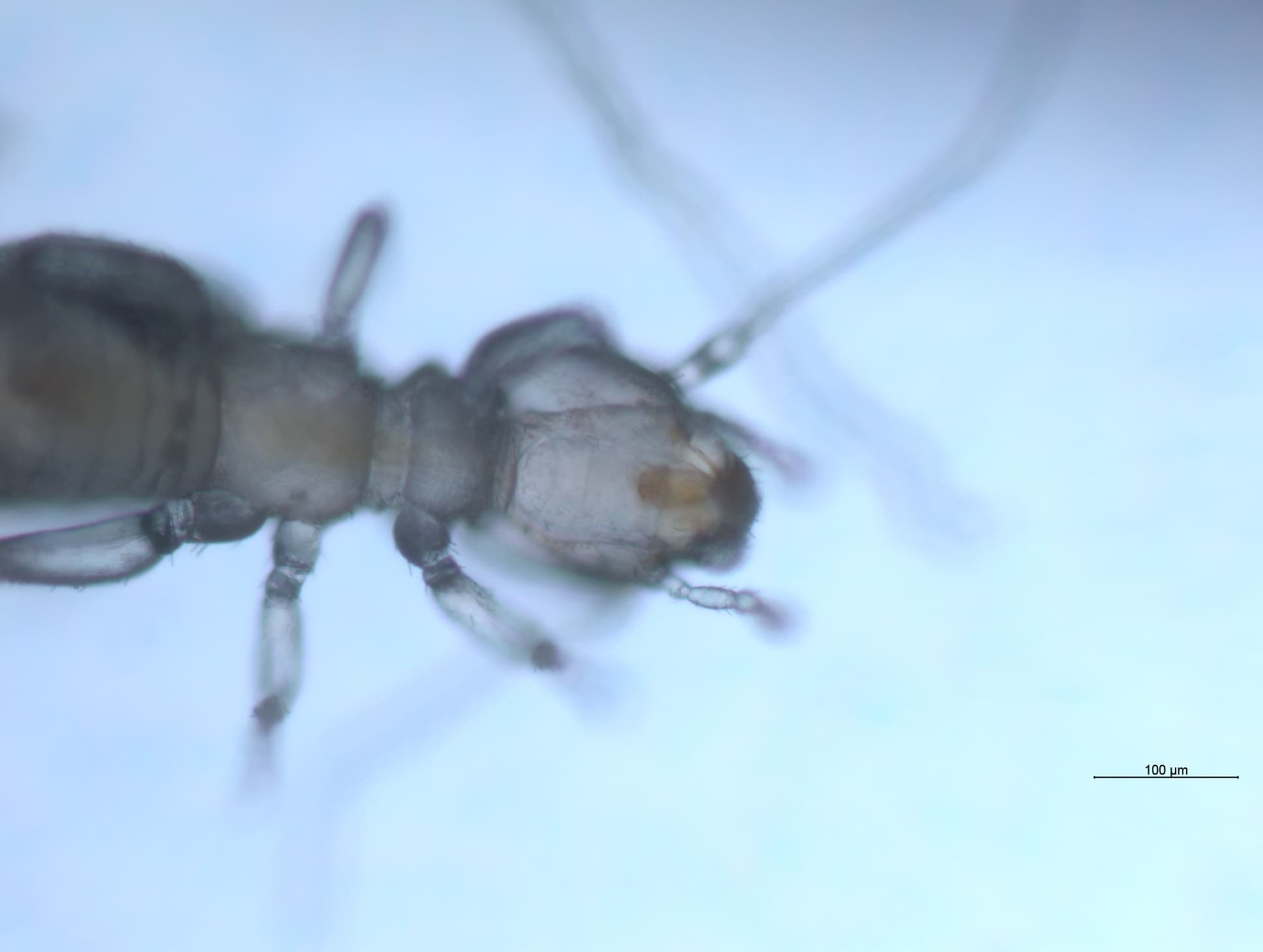 チャタテムシの接写画像 16