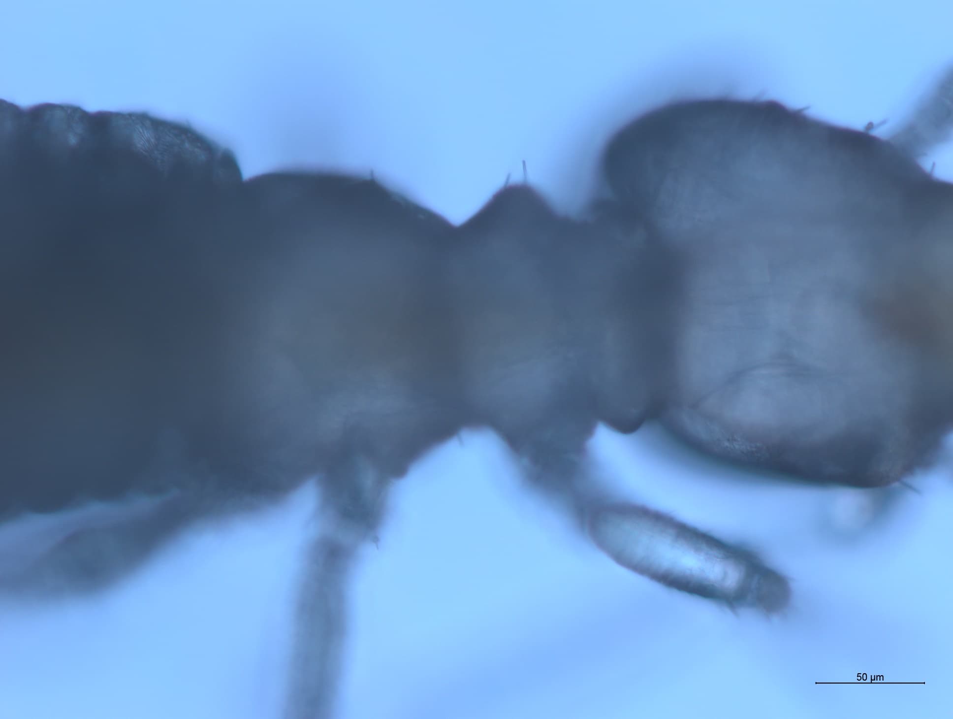 チャタテムシの接写画像 12