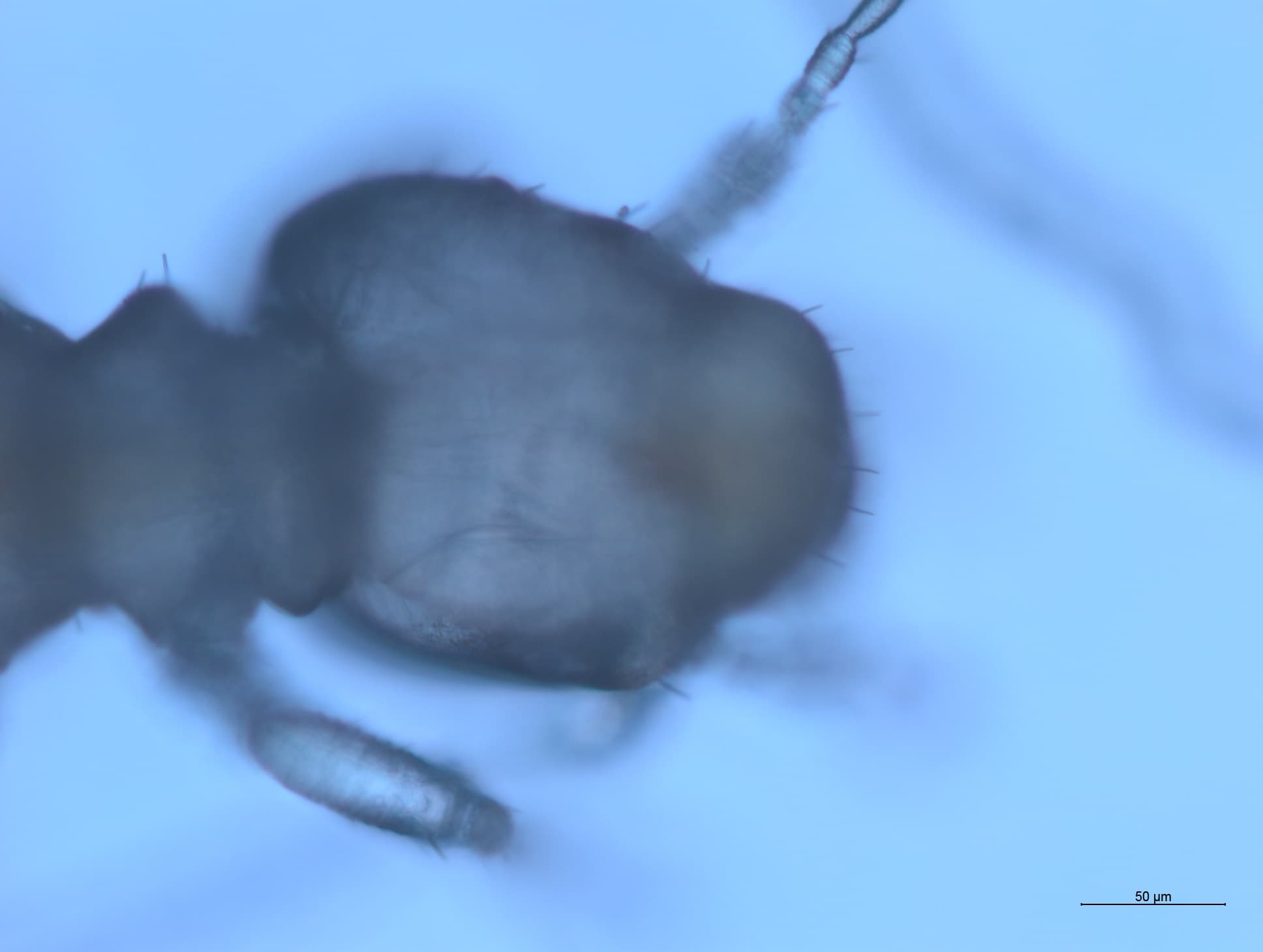 チャタテムシの接写画像 13