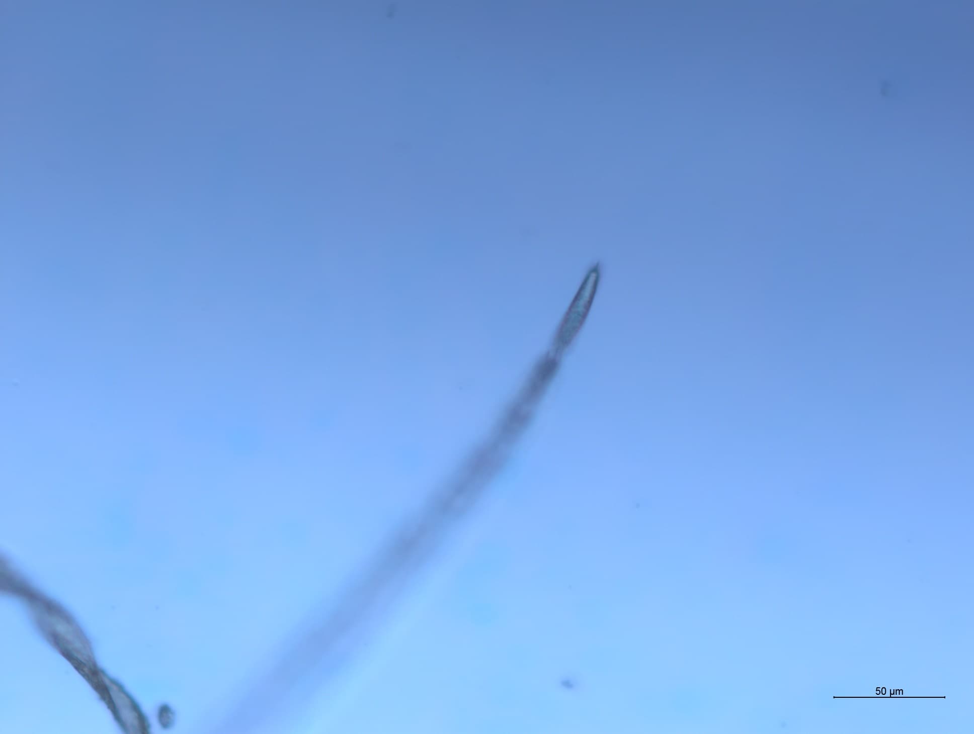 チャタテムシの接写画像 10