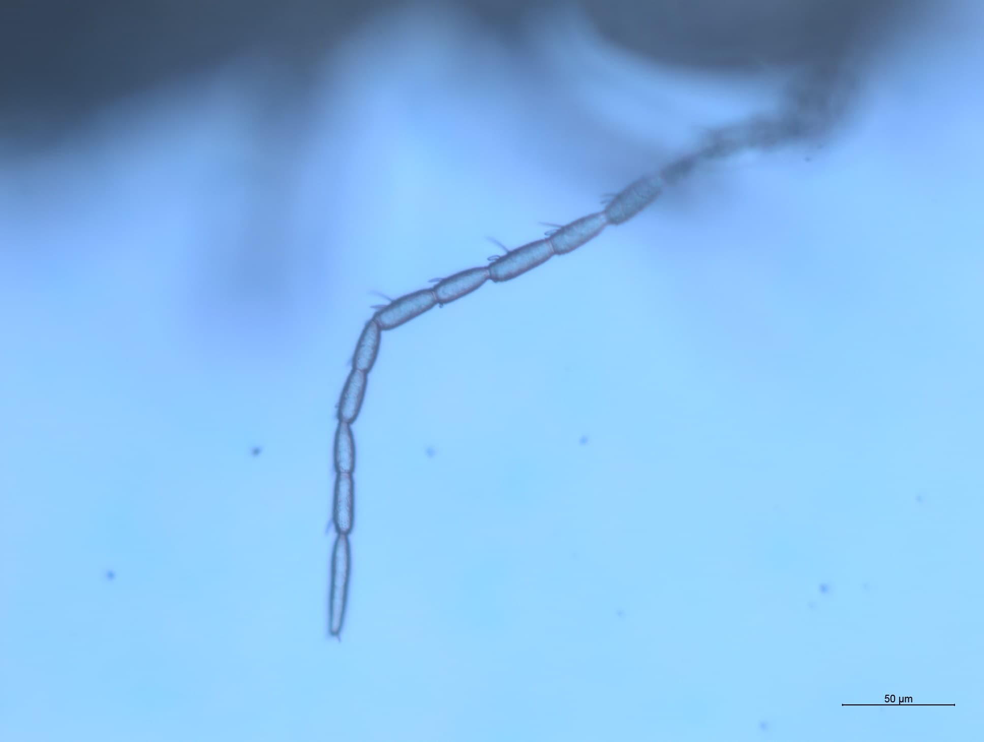 チャタテムシの接写画像 7