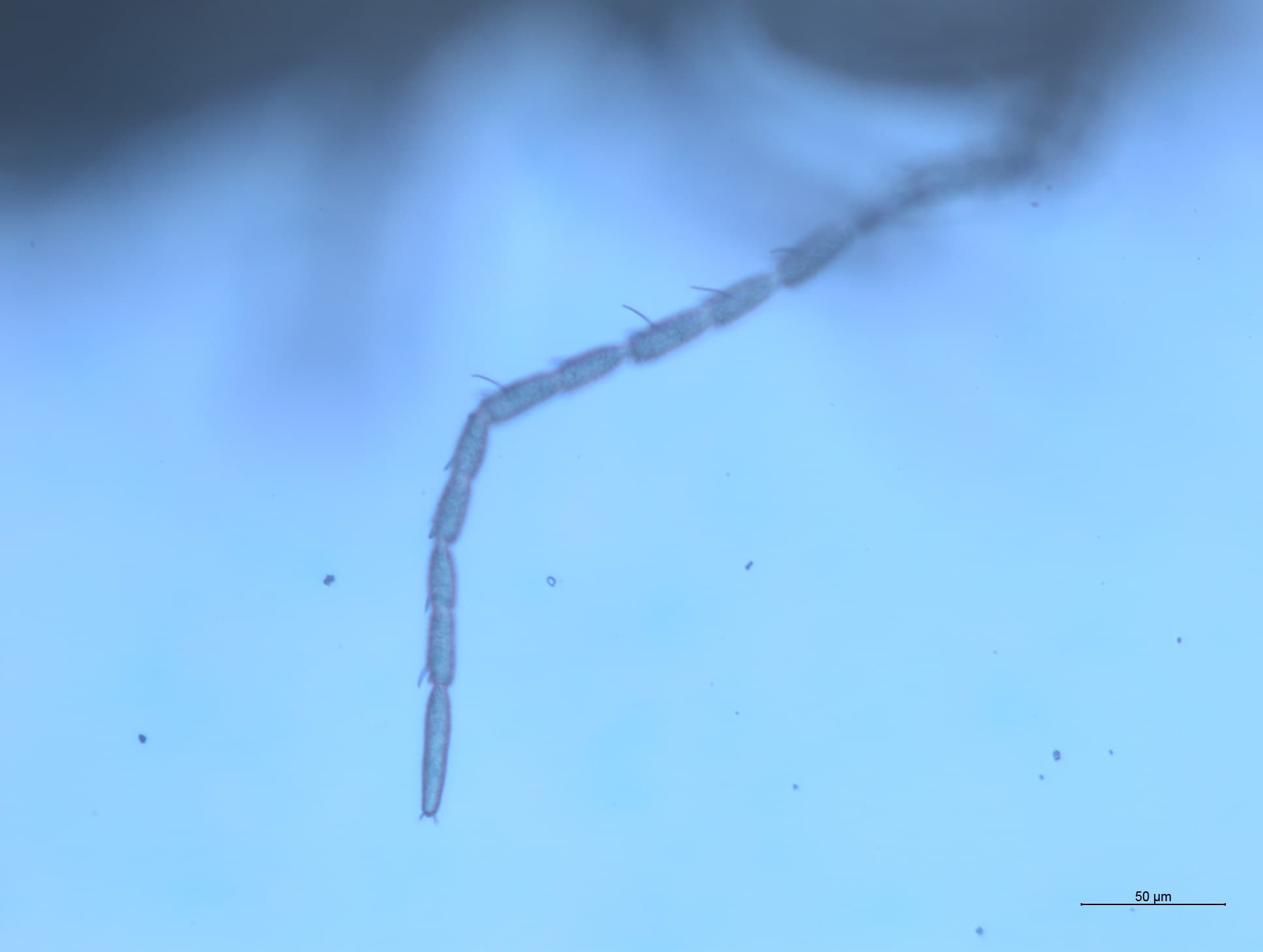 チャタテムシの接写画像 8