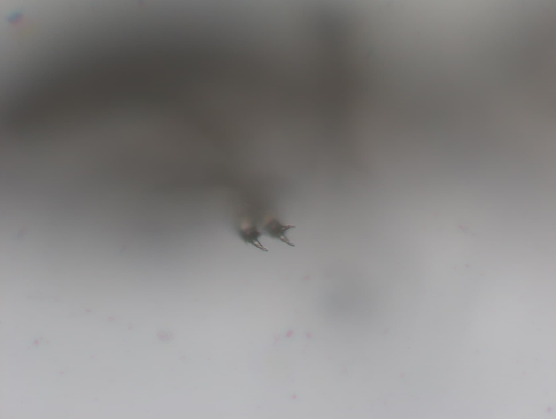 チャタテムシの接写画像 6