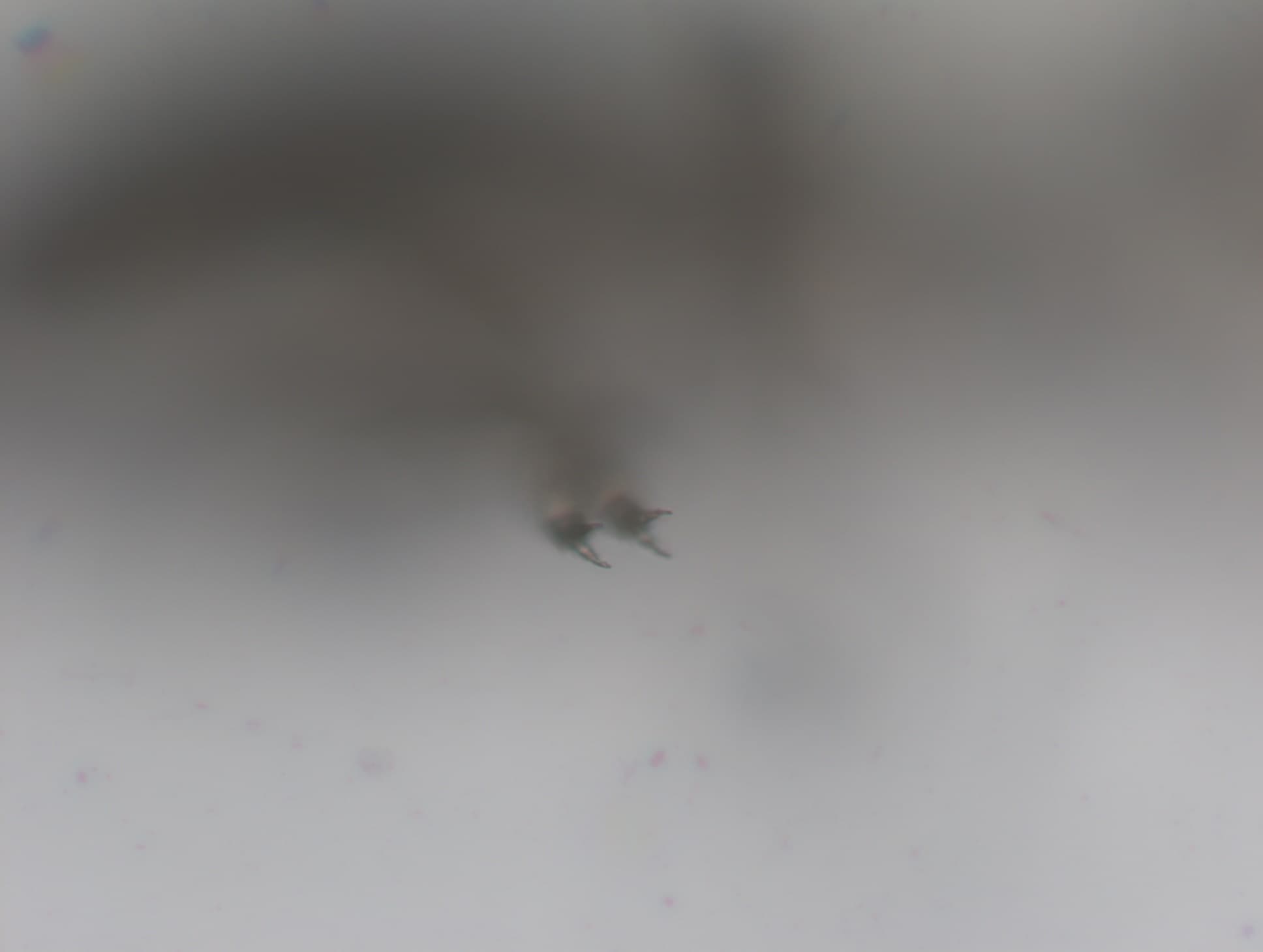 チャタテムシの接写画像 33