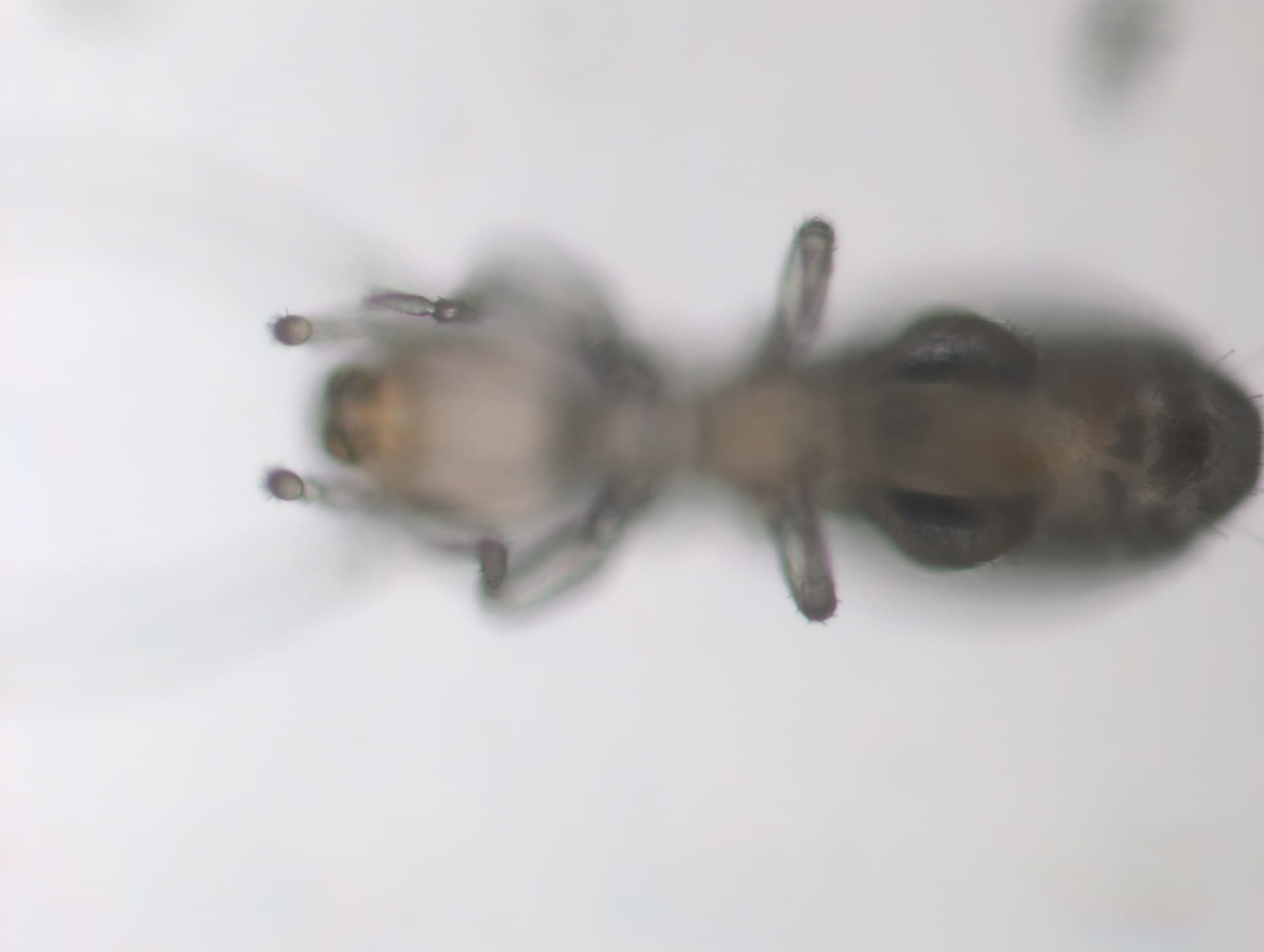 チャタテムシの接写画像 3